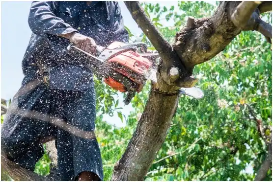 tree services Benjamin